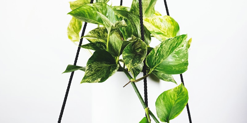 欧洲冠军联赛决赛宣传图片 - 足球巅峰对决